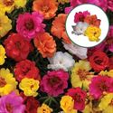 Bild von Portulaca Trio P12